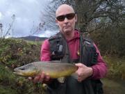 Brown trout November